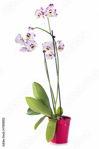 Fototapeta Naklejka Na Ścianę i Meble -  orchid flowers