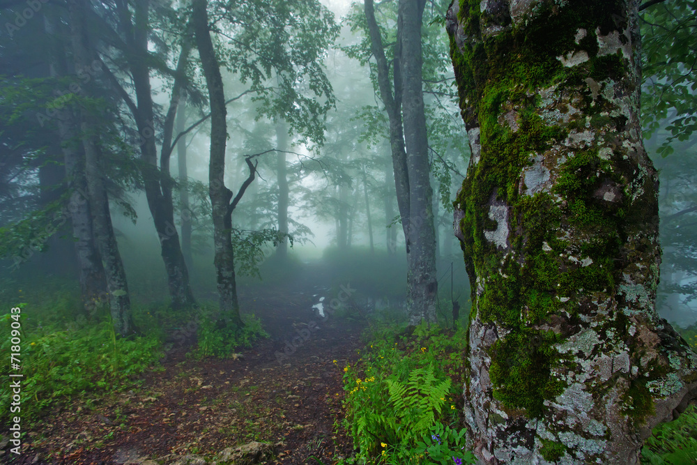 Obraz premium Russian forest