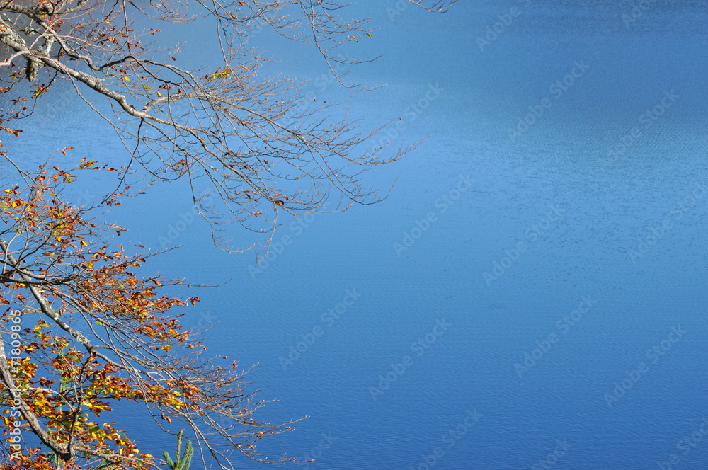Blue lake, water background with an autumn branch in the foregro