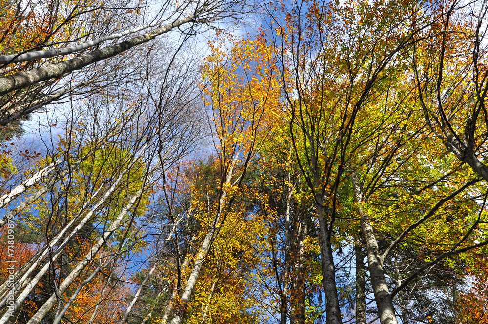 Autumn tree canopy in the forest
