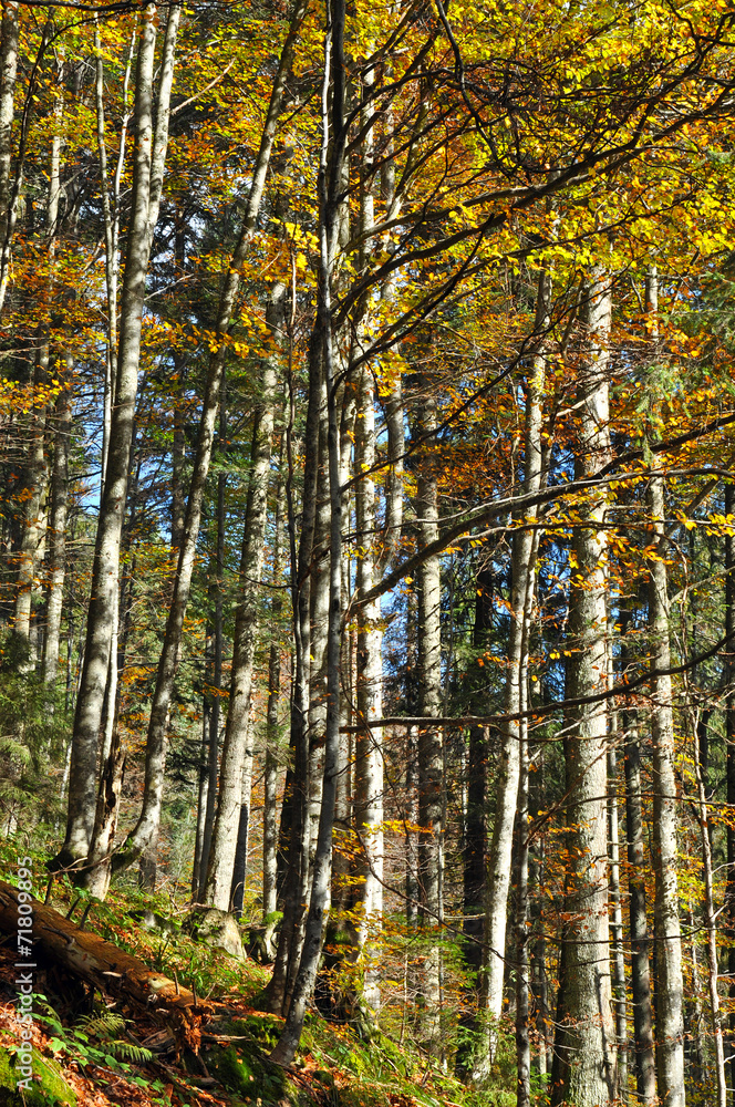 Fototapeta premium Colorful autumn forest