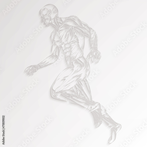 Vector Illustration of Human Muscle Anatomy