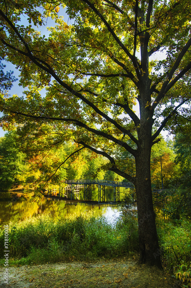 Autumn tree and lake
