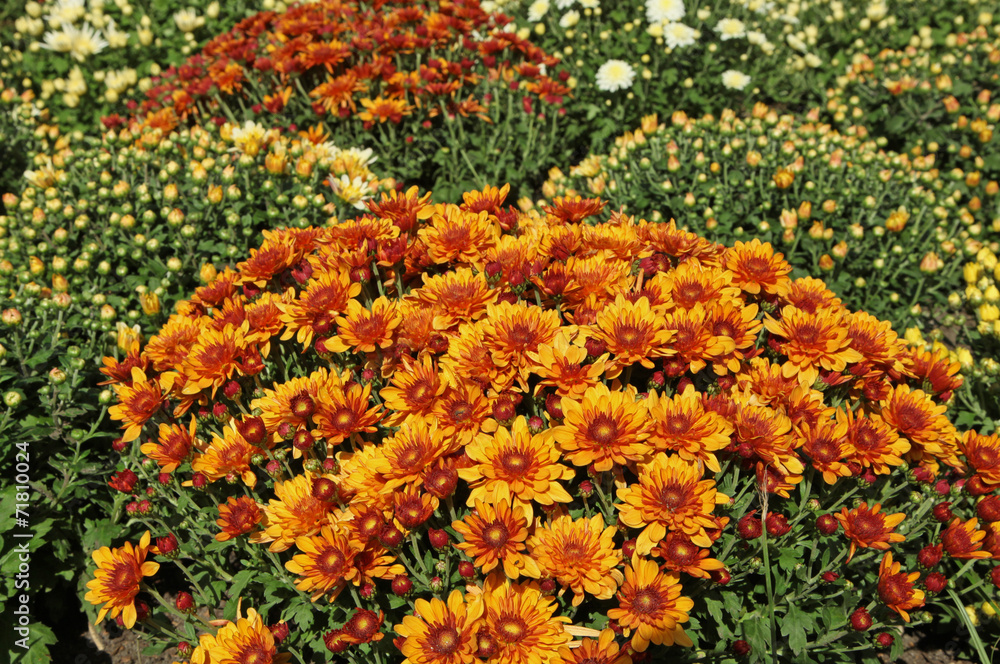chrysanthèmes chrysanthèmes