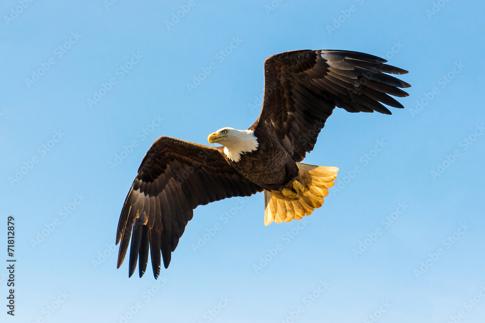 Fototapeta premium North American Bald Eagle in mid flight, hunting