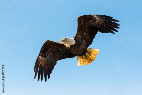 Canvas-taulu North American Bald Eagle in mid flight, hunting