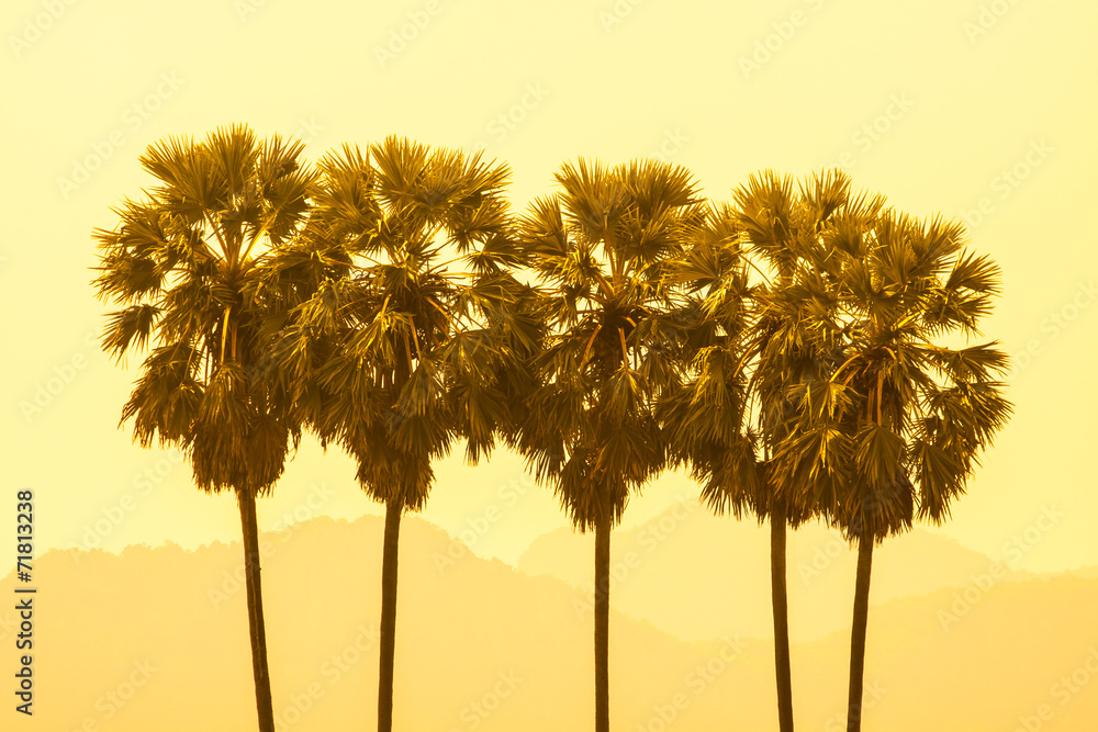 Obraz premium Sugar palm in pastel styles.