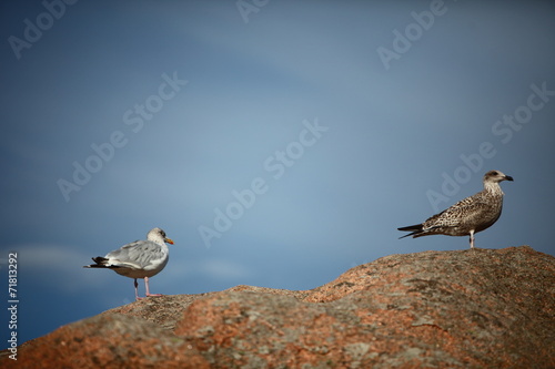 Mouettes bretonnes