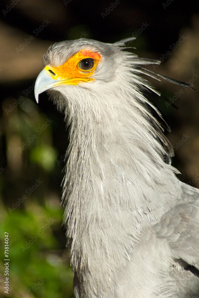 White bird with orange around eyes White bird with orange around eyes