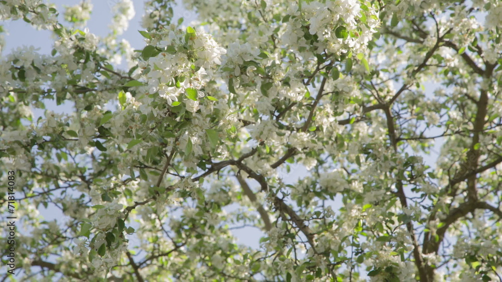 apple tree in blossom, wind blows petals apple tree in blossom, wind blows petals