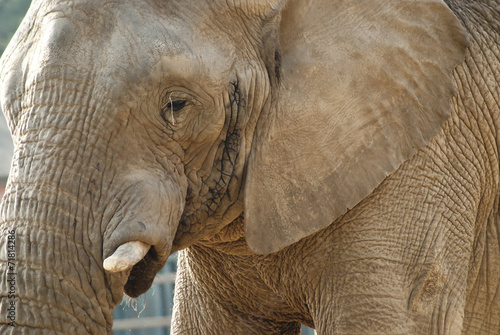 Close-up shot of an elephant's face