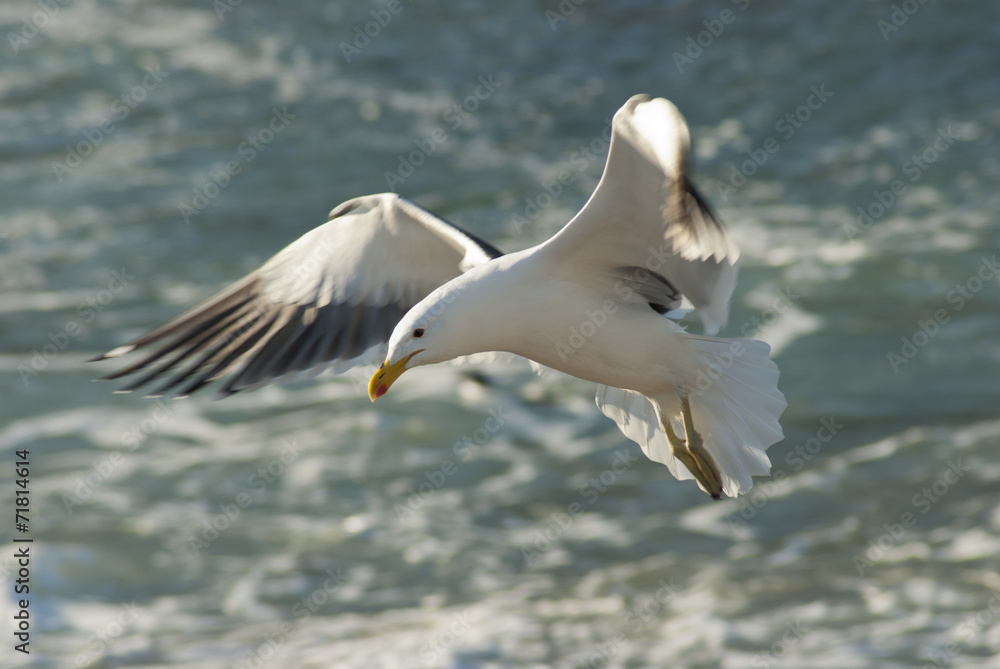 Seagull landing on rocks Seagull landing on rocks