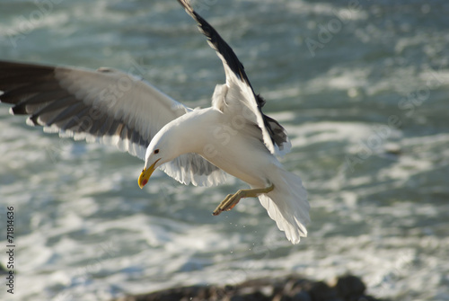 Seagull landing on rocks