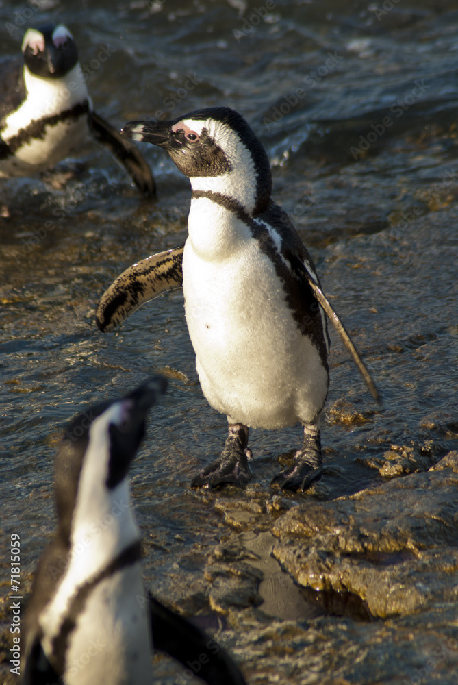 Naklejka premium Penguins on a rocky beach