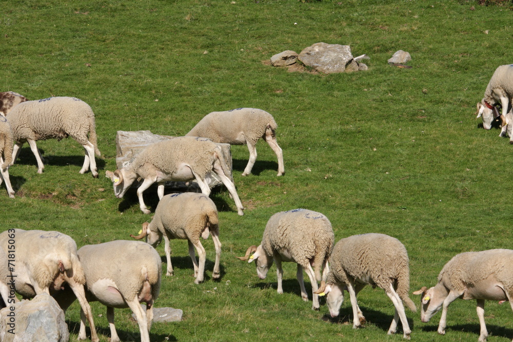 Troupeau de moutons,Pyrénées ariégeoises Troupeau de moutons,Pyrénées ariégeoises