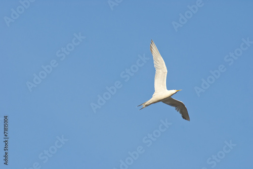 Seagull soaring in the sky