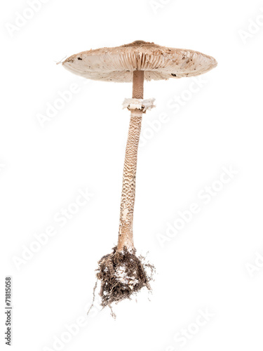 Parasol Fungus