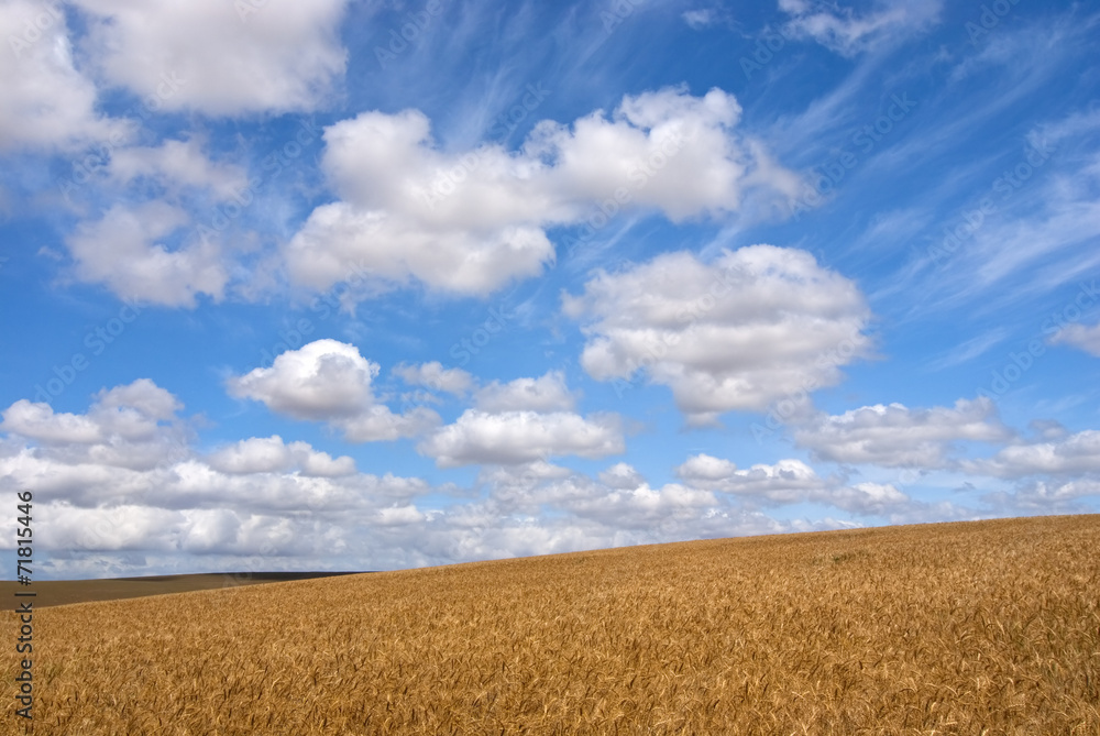 Wheat field on a sunny day