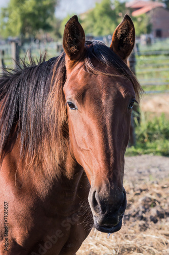 Portrait of horse