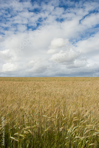 Corn field with clouds above