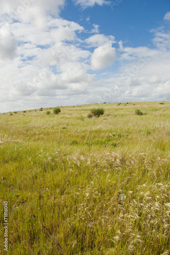 Grass field with clouds overhead