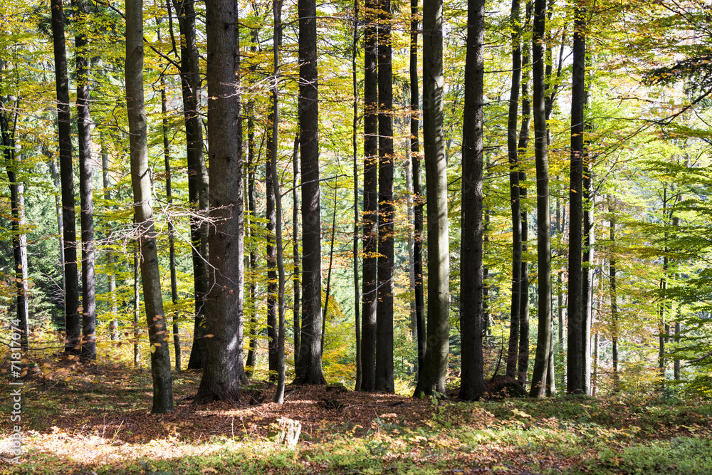 Fototapeta premium Herbstlicher Wald