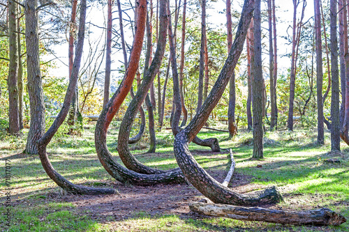 Grove of oddly shaped pine trees in Crooked Forest, Gryfino, Poland.