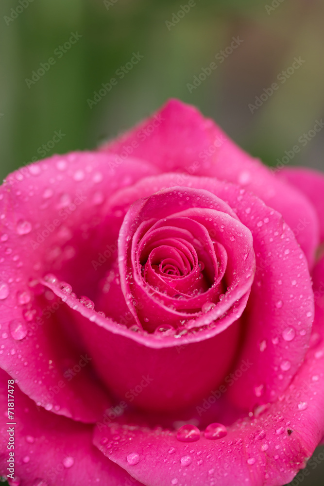 紅い薔薇 紅い薔薇