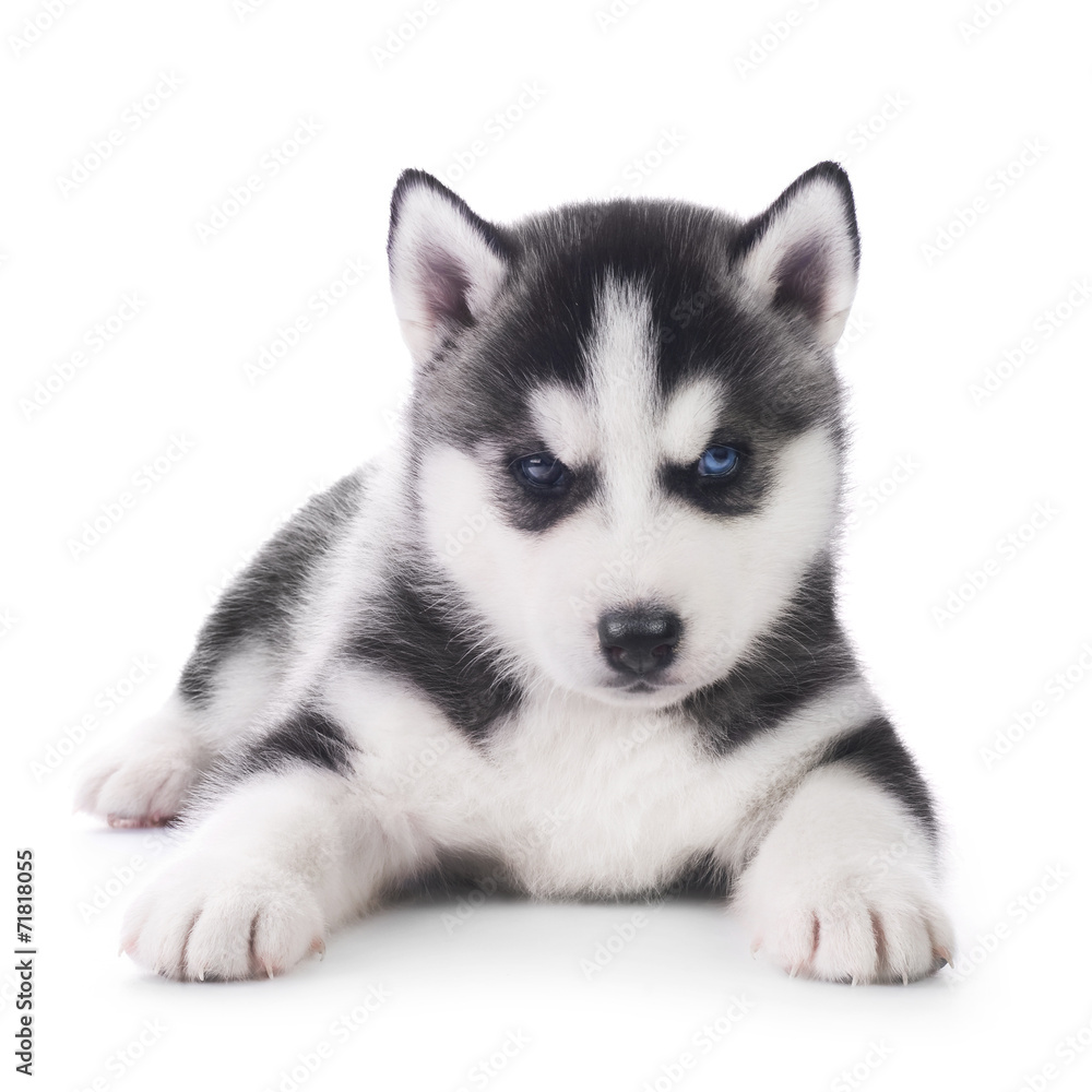 Cute little husky puppy with blue eye