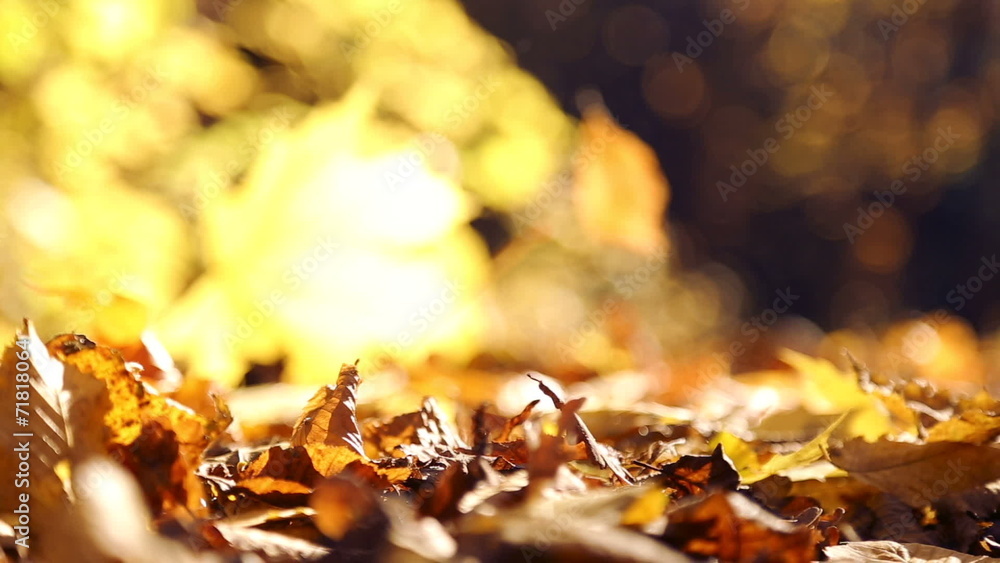 Autumn leaves wind blows.Autumn leaves in the park wind blows. Autumn leaves wind blows.Autumn leaves in the park wind blows.