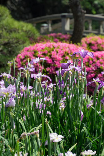 Wallpaper Mural 花菖蒲 Torontodigital.ca