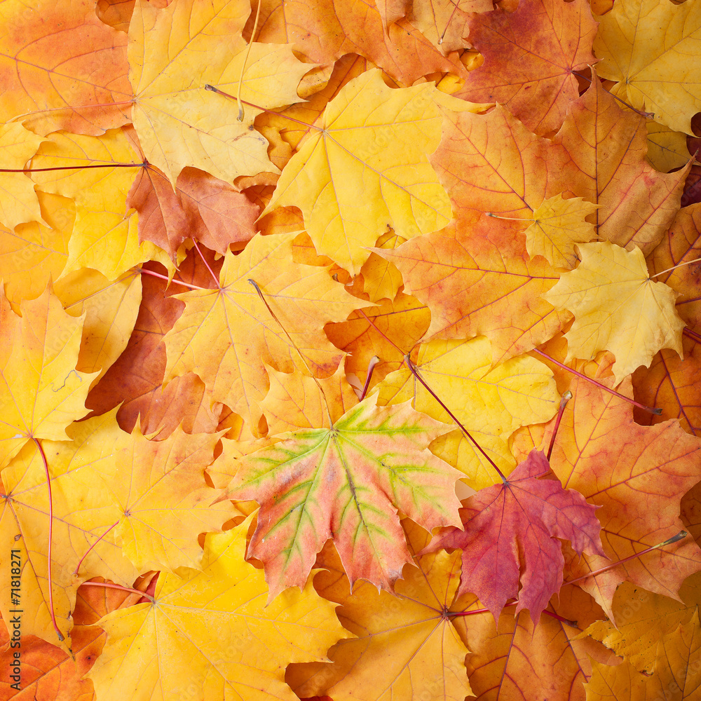 Fototapeta premium Autumn leaves background.
