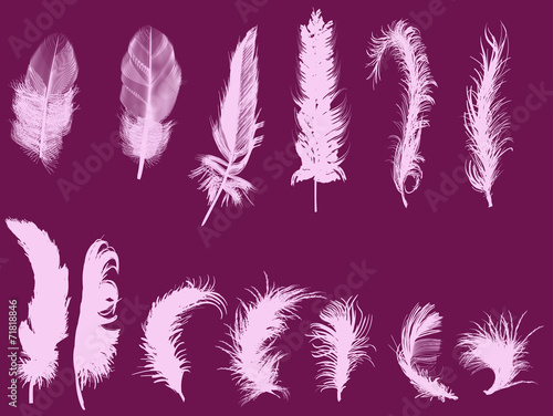 thirteen pink feathers on dark background