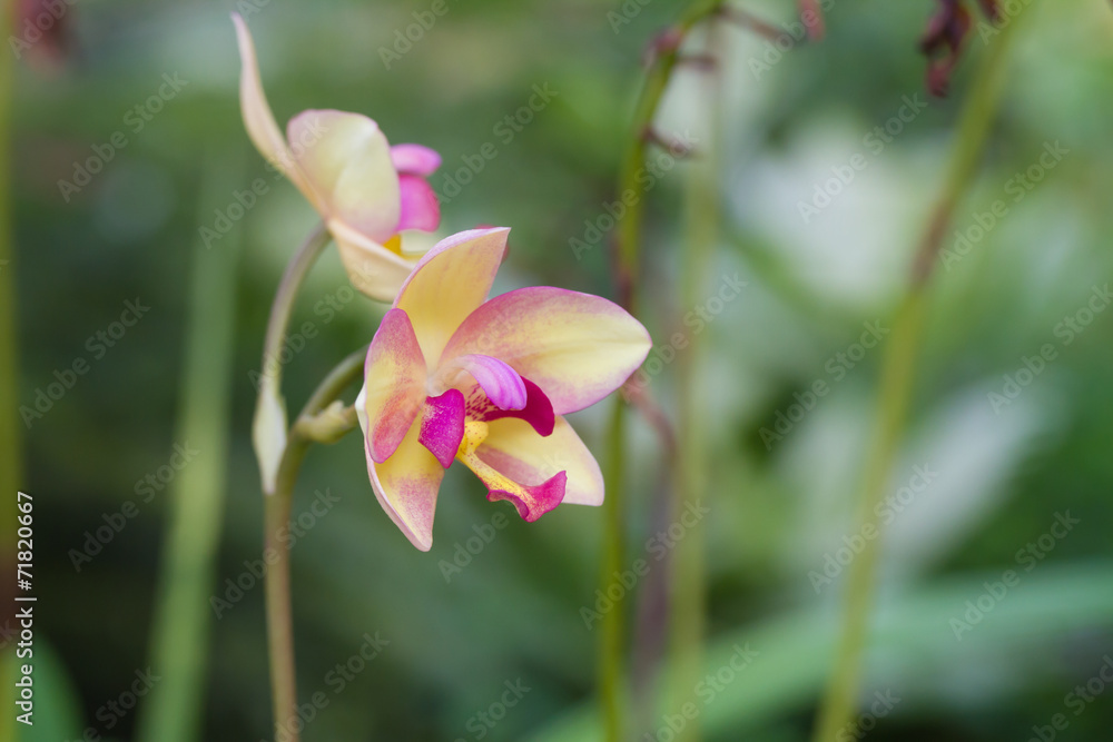 Soil orchid