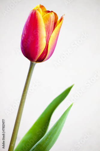 Fototapeta Naklejka Na Ścianę i Meble -  red and yellow tulip