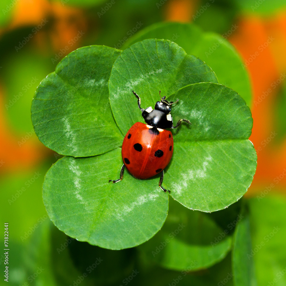 Glückskäfer, Marienkäfer auf vierblättrigem Kleeblatt Stock Photo
