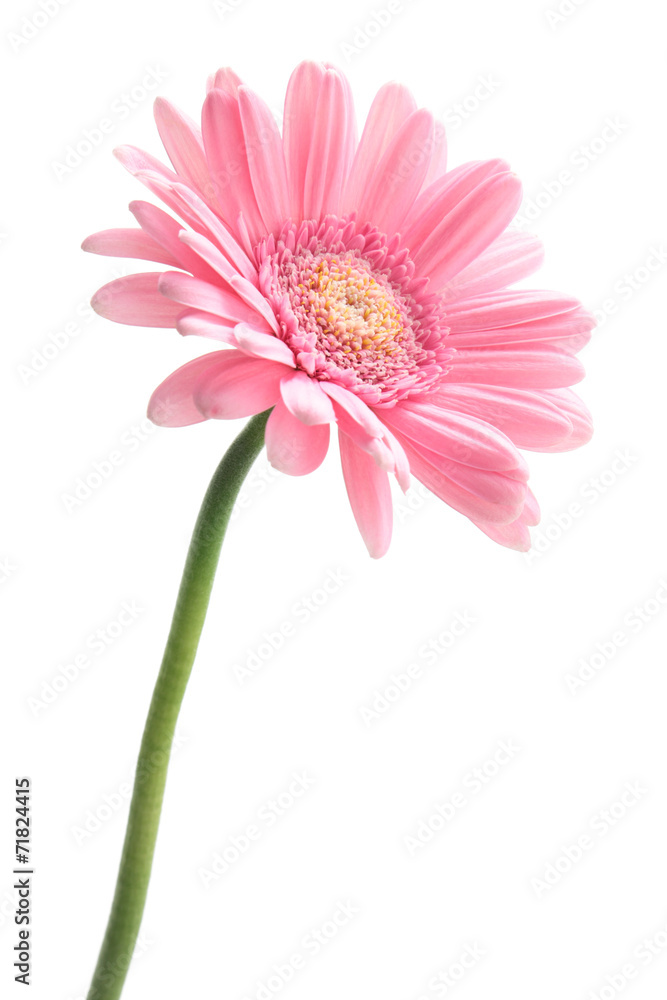 Pink gerbera daisy isolated on white background Pink gerbera daisy isolated on white background
