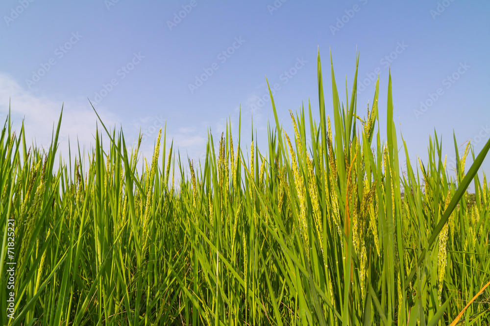 Rice  against blue sky