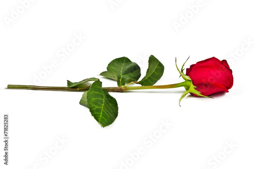 Lonely rose