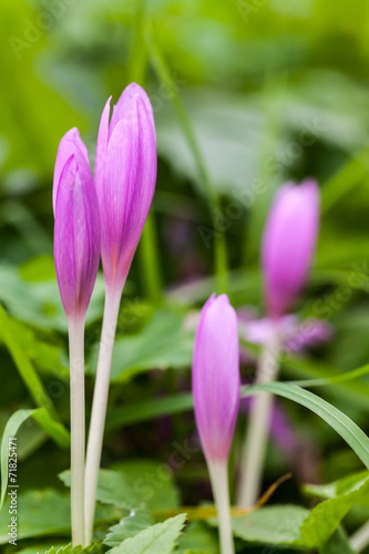 Crocus. Violet spring flowers on green meadow