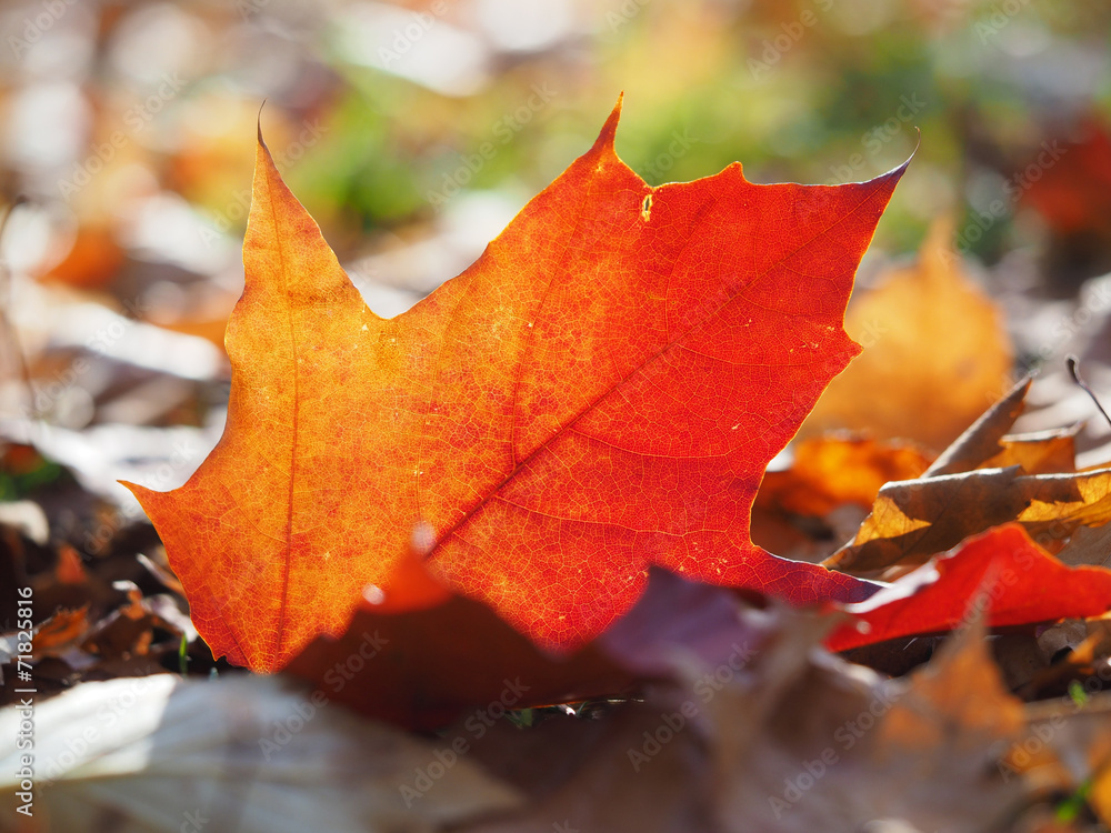 maple leaves in autumn