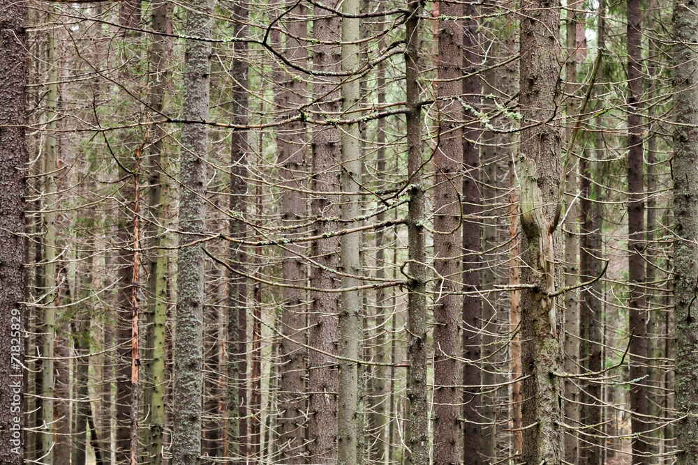 Obraz premium Spruce forest background with dry trunks