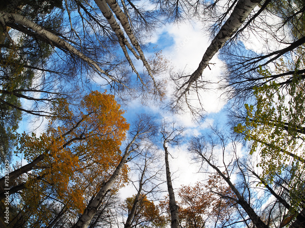 Obraz premium crown trees