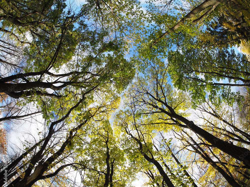 Obraz premium crown trees