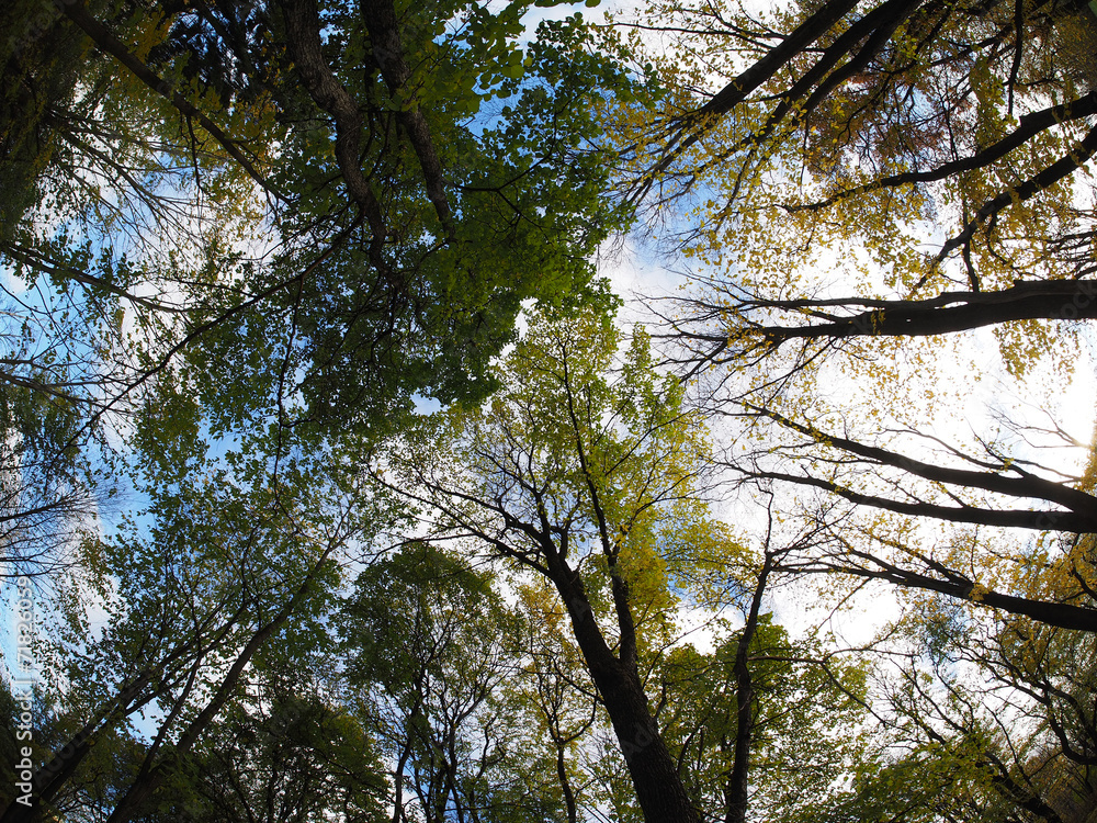 Fototapeta premium crown trees