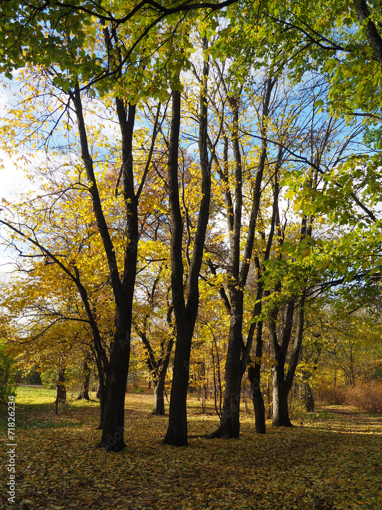 Fototapeta premium park in autumn