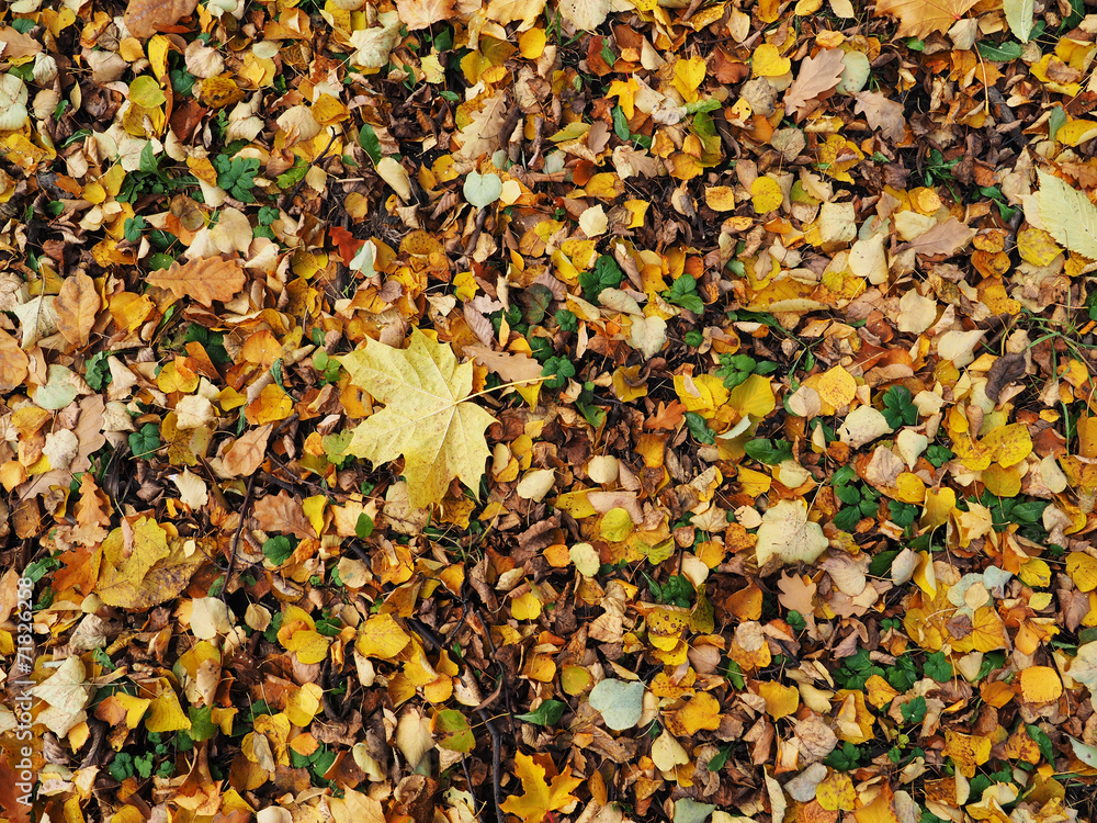 background of leaves on the ground