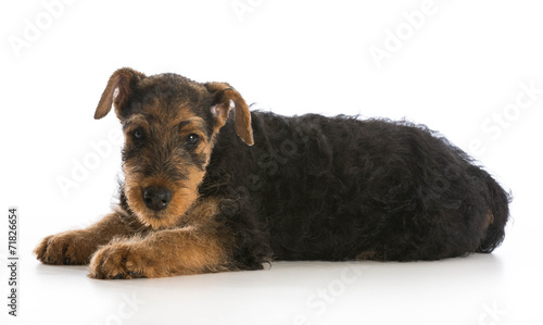 Konstfotografi airedale terrier puppy