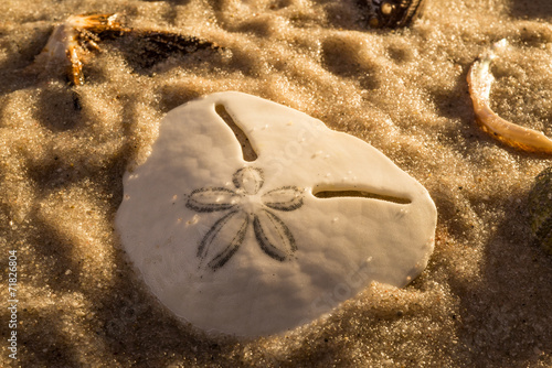 Sea Shell in Sea Sand photo