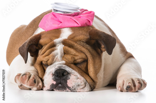 Fototapeta Naklejka Na Ścianę i Meble -  sick puppy